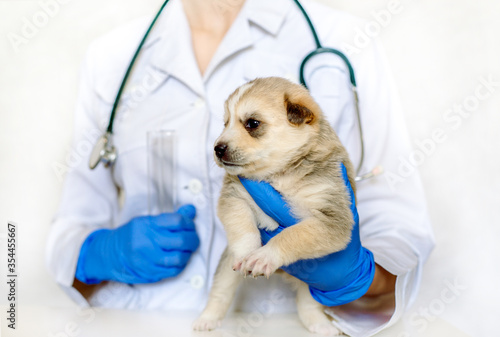 Fototapeta Naklejka Na Ścianę i Meble -  Vet holding a couple of cute puppies. Cute newborn dog is sleeping. Care and treatment in a vet clinic