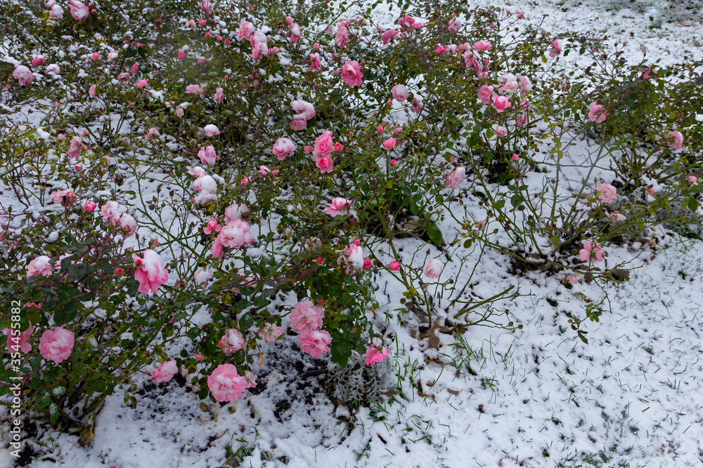 Bushes of pink roses under the first snow, late autumn, early winter