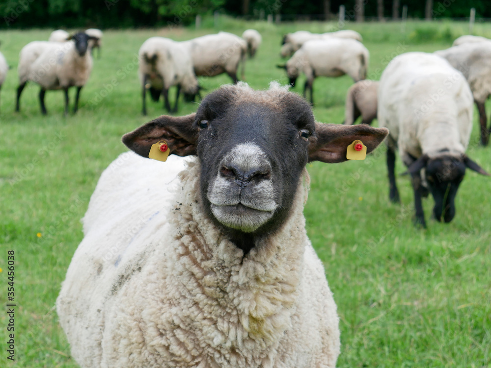 Close up of white sheep with black head. Standing in front of a flock of sheep. Close up of white sheep with black head. Standing in front of a flock of sheep.