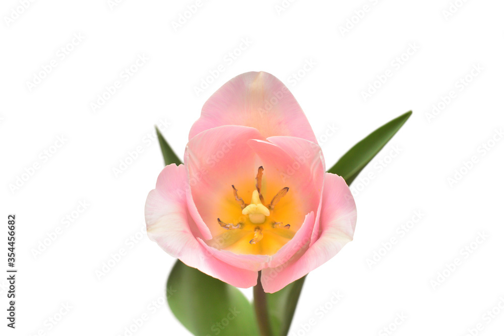 Pink tulip flower isolated on white background. Still life, wedding. Flat lay, top view Pink tulip flower isolated on white background. Still life, wedding. Flat lay, top view