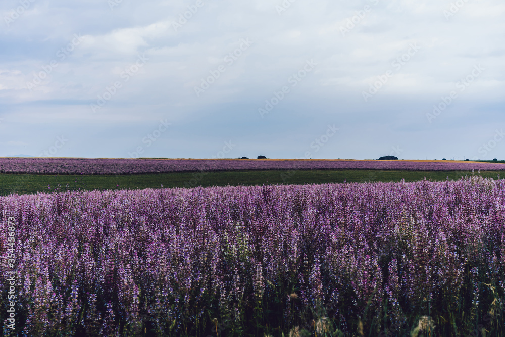 Fototapeta premium scenery nature landscape, beautiful lavender fields on farmland