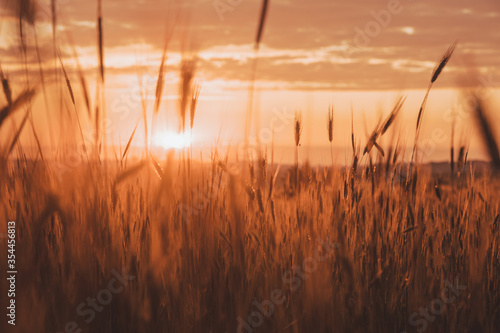 sunset in the field