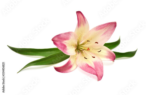 Beautiful delicate pink lily macro with leaf isolated on white background. Wedding  bride. Fashionable creative floral composition. Summer  spring. Flat lay  top view. Love. Valentine s Day