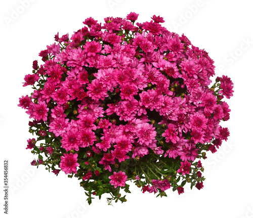 Chrysanthemum multiflora purple flower in pot isolated on white background. Flat lay, top view