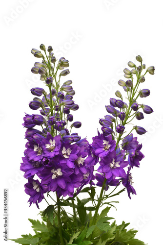 Beautiful dark violet delphinium flower isolated on white background. Flat lay, top view. Floral pattern, object. Nature concept