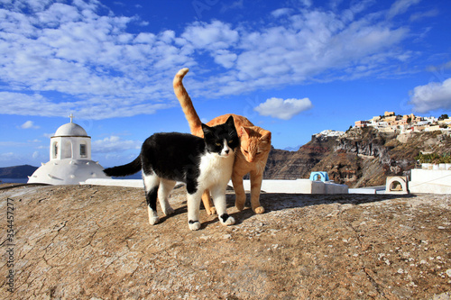cats couple in santorini