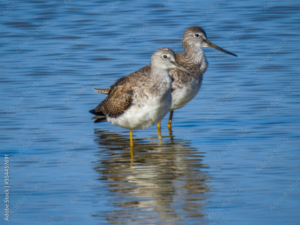 Lesser yellowlegs in Merritt Island Wildlife Refuge, Florida Lesser yellowlegs in Merritt Island Wildlife Refuge, Florida