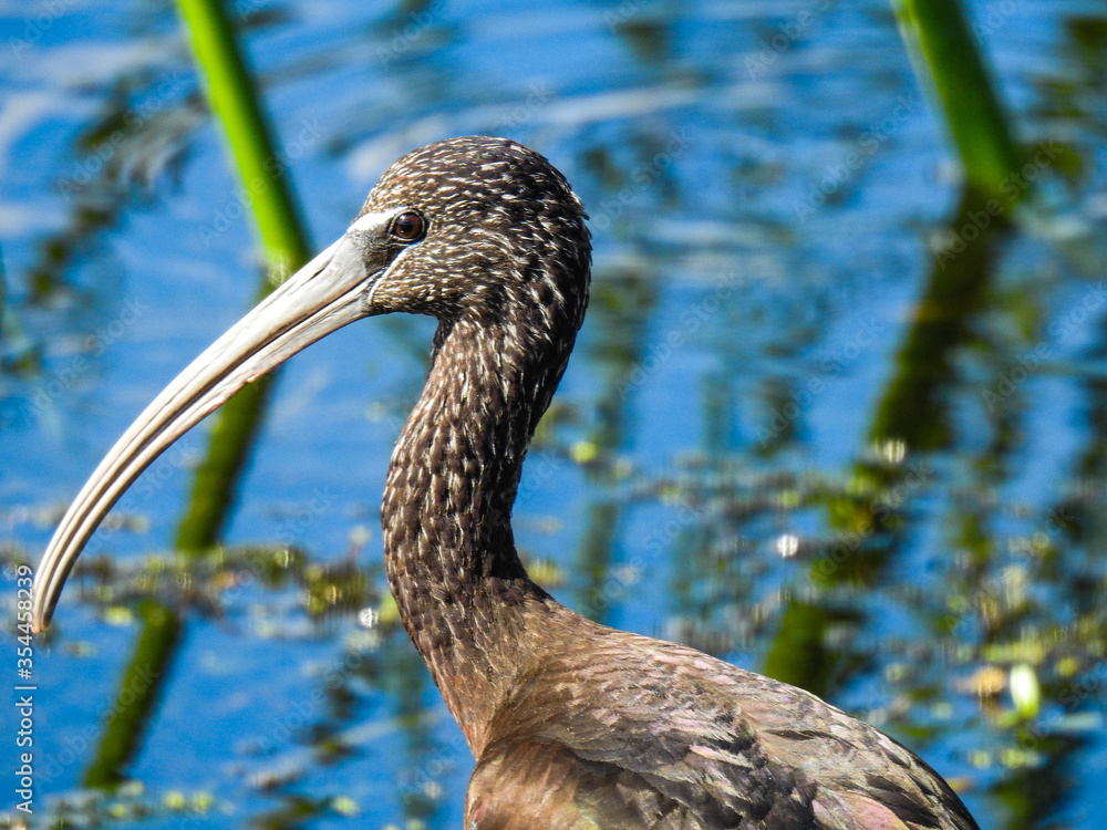 Fototapeta premium Limpkin Wading in a Marsh