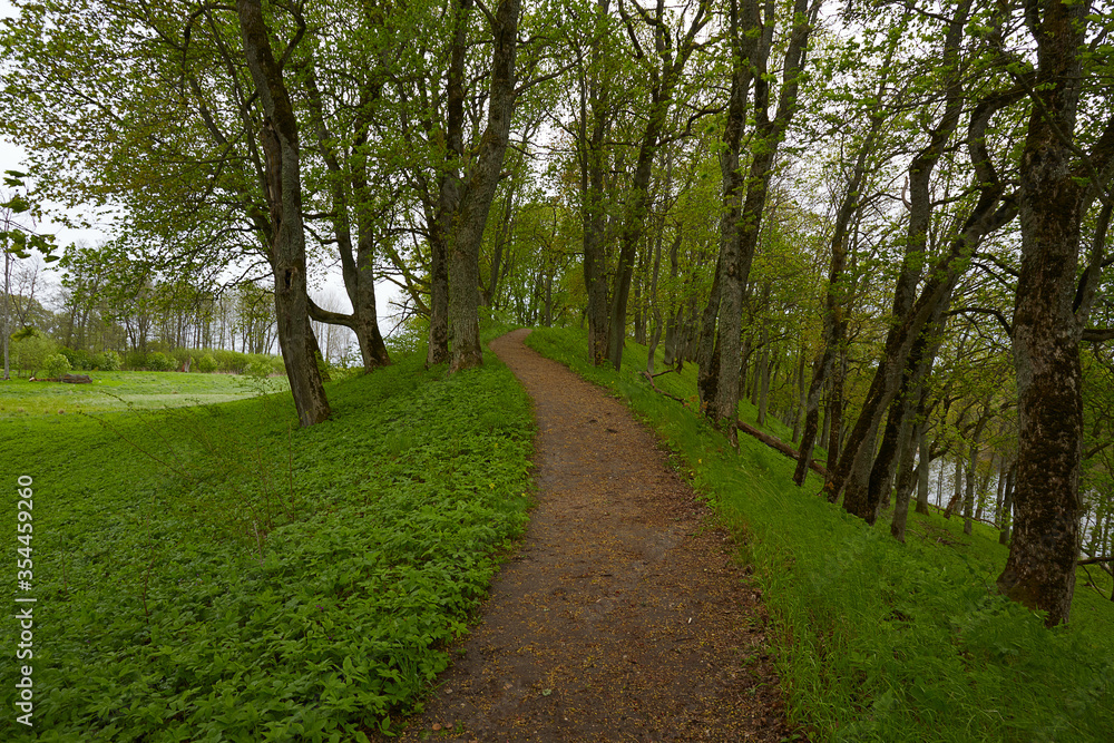 forest path on a beautiful spring day forest path on a beautiful spring day