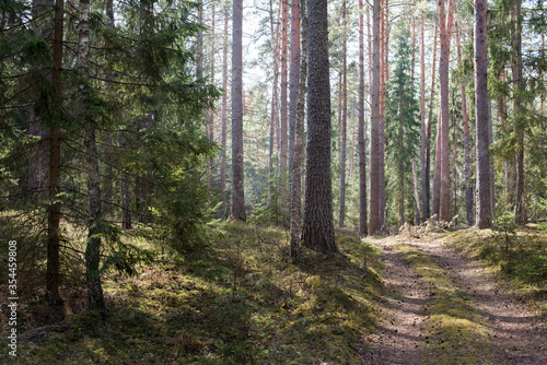 Beautiful landscape with empty road in pine forest in spring sunny day