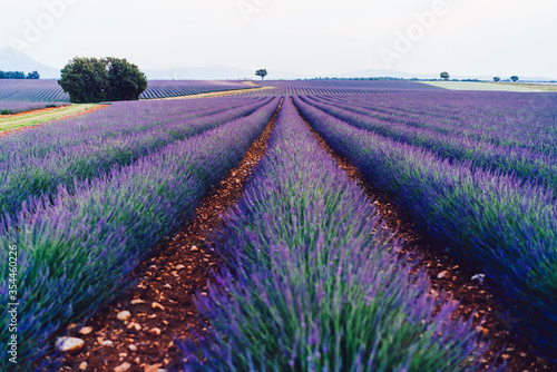 scenery nature landscape, beautiful lavender fields on farmland