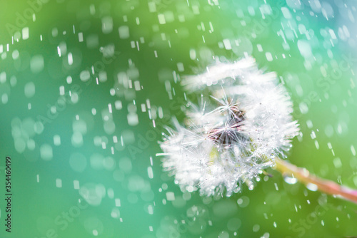 Dandelion abstract blurred bokeh background. Shallow depth of field close-up, design element. blue and green.drops of dew,rain in sun. summer spring greeting card. Freedom freshness and idea.