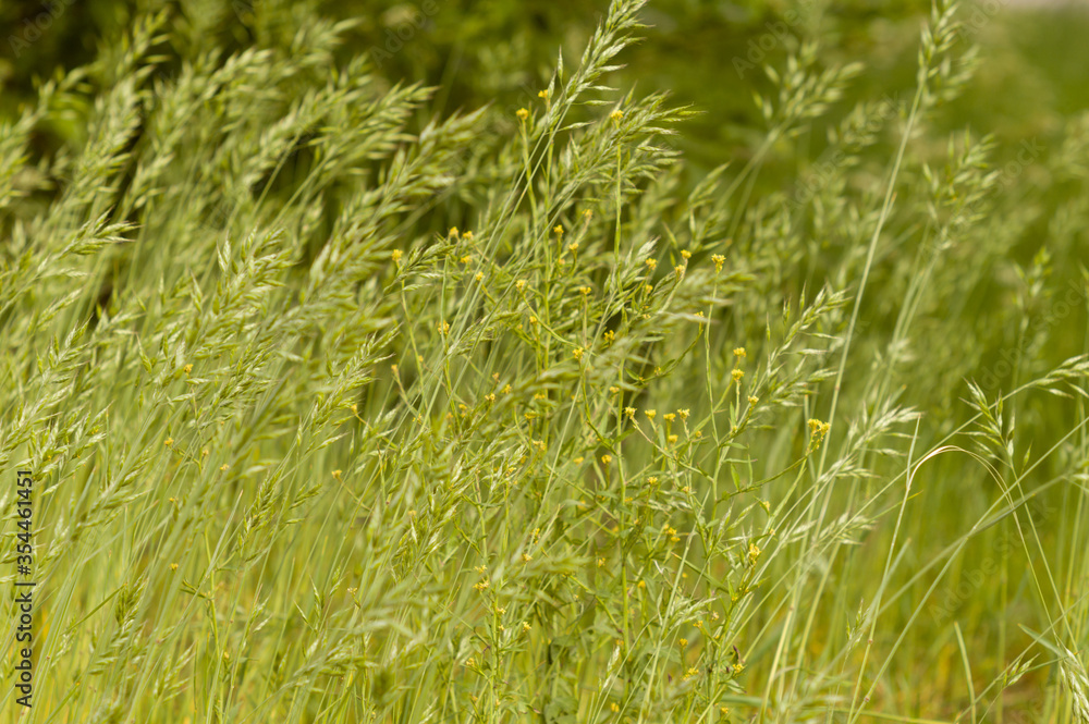 Gras im Licht Gras im Licht