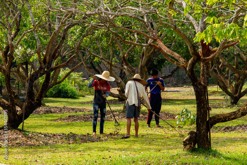 Group of workers raking in a field on a farm in Thailand