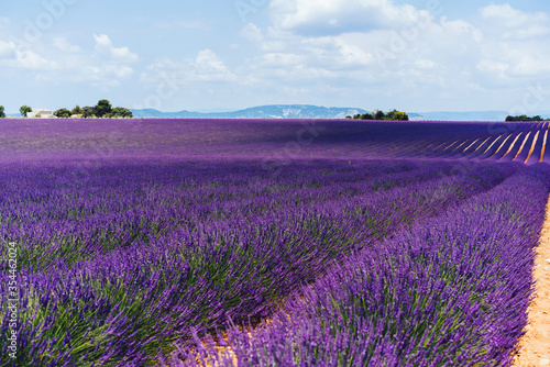scenery nature landscape  beautiful lavender fields on farmland