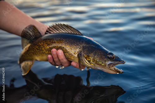 Fish in the hand, Walleye caught fishing in Canada photo