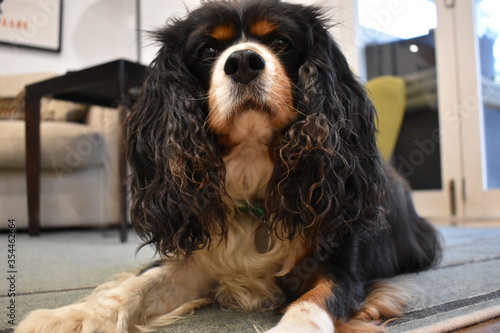 Obraz na płótnie cavalier king charles spaniel