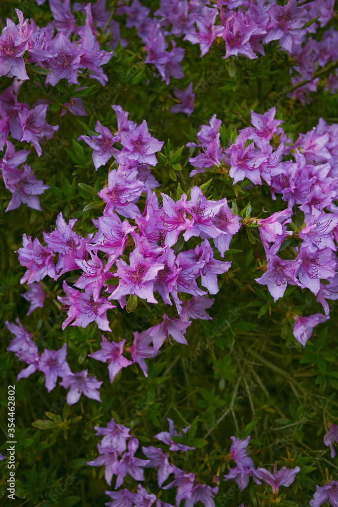 Obraz premium blooming rhododendrons blooming in garden
