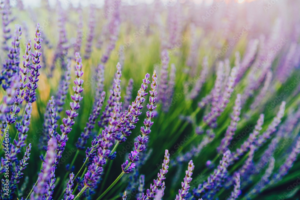 Obraz premium scenery beauty of nature, close up view of blooming lavender flowers