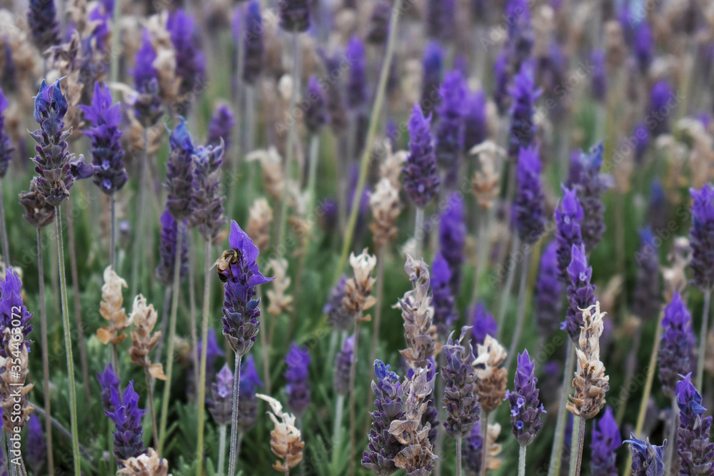 Obraz premium plantacja lawendy