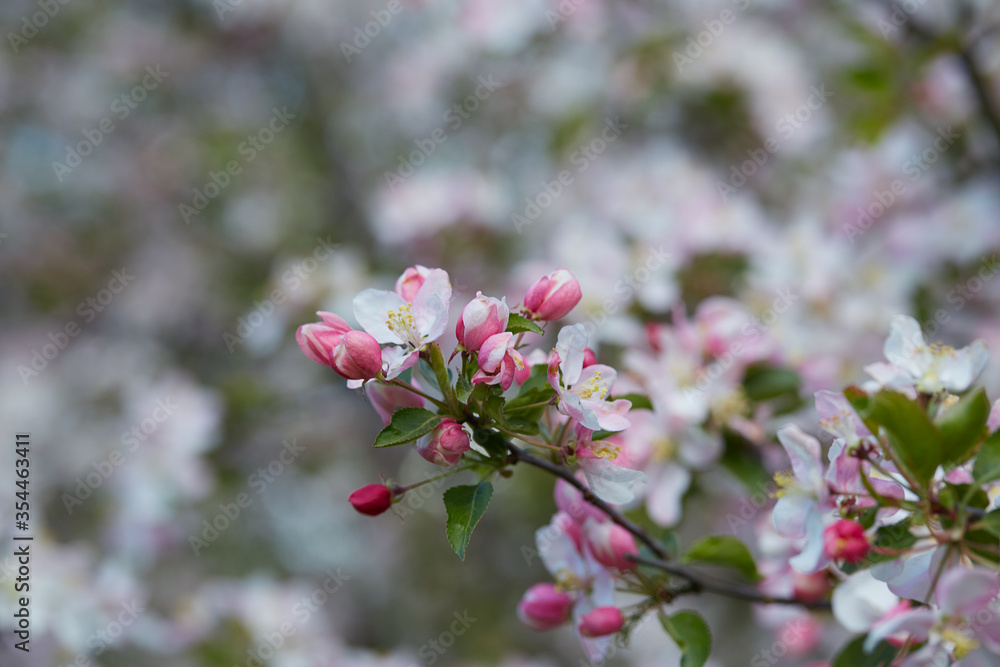 Obraz premium blooming apple trees in spring garden