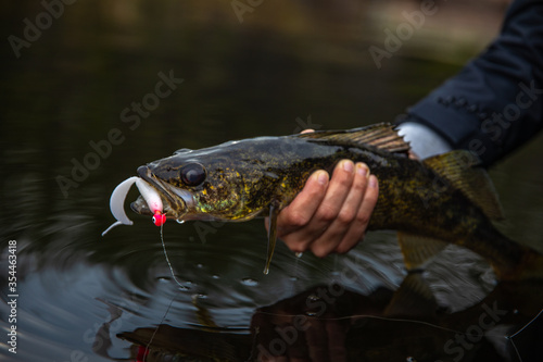 Fototapeta Naklejka Na Ścianę i Meble -  Walleye fish in the hand over the water, catch and release 