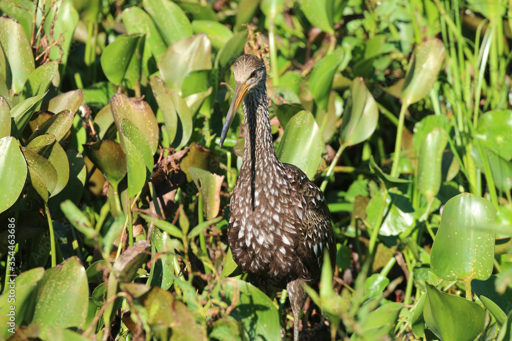 Limpkin_3111