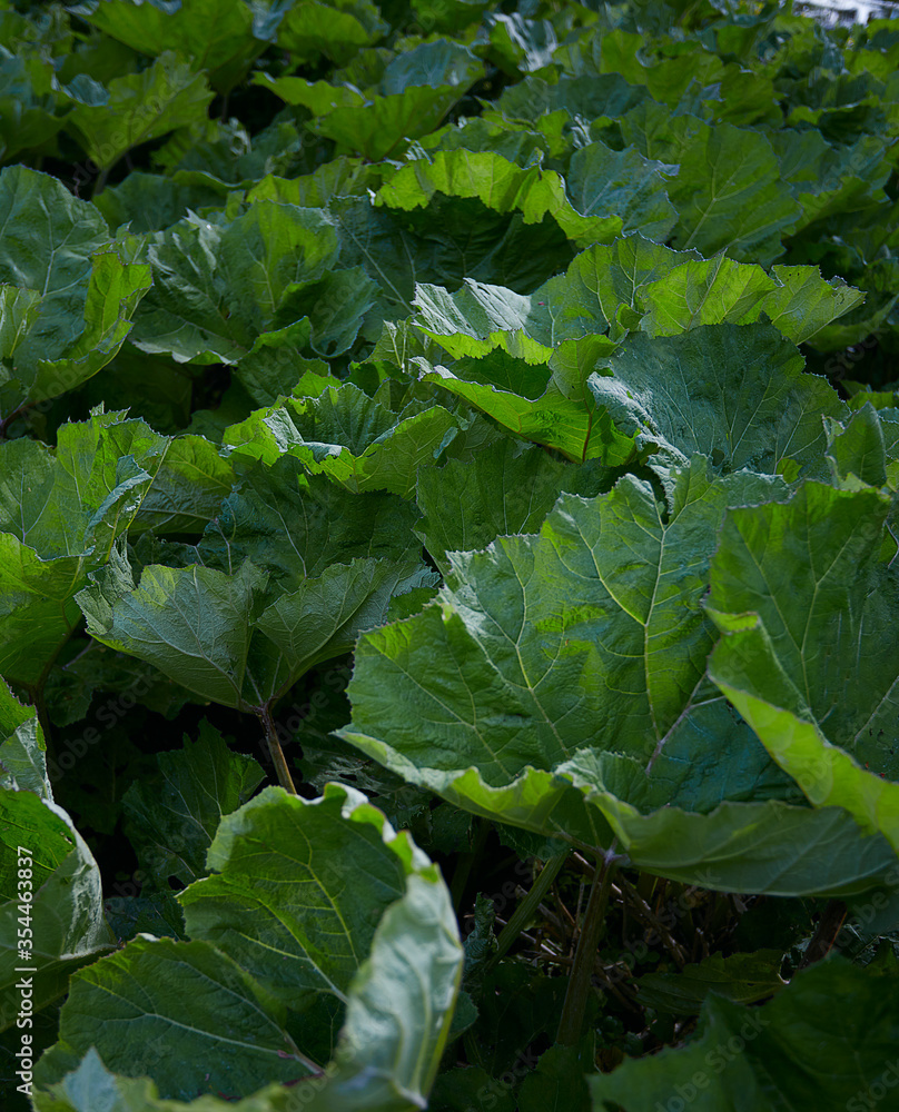 growing leaves of arctium in spring growing leaves of arctium in spring