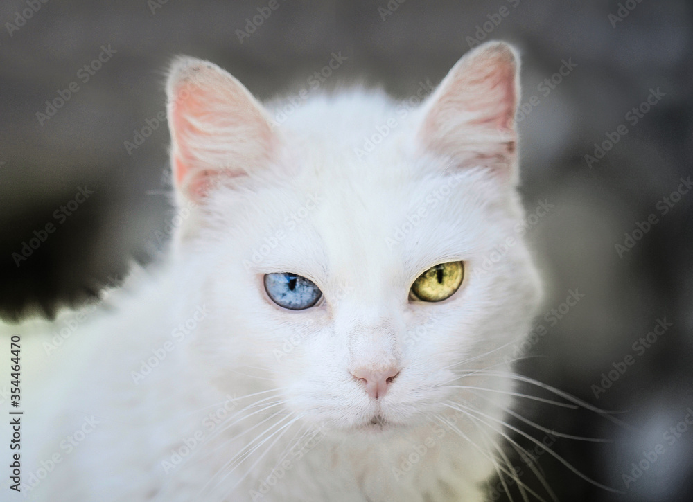 White cat with multi-colored eyes, turkish angora 