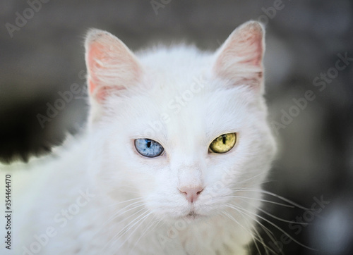 White cat with multi-colored eyes, turkish angora 
