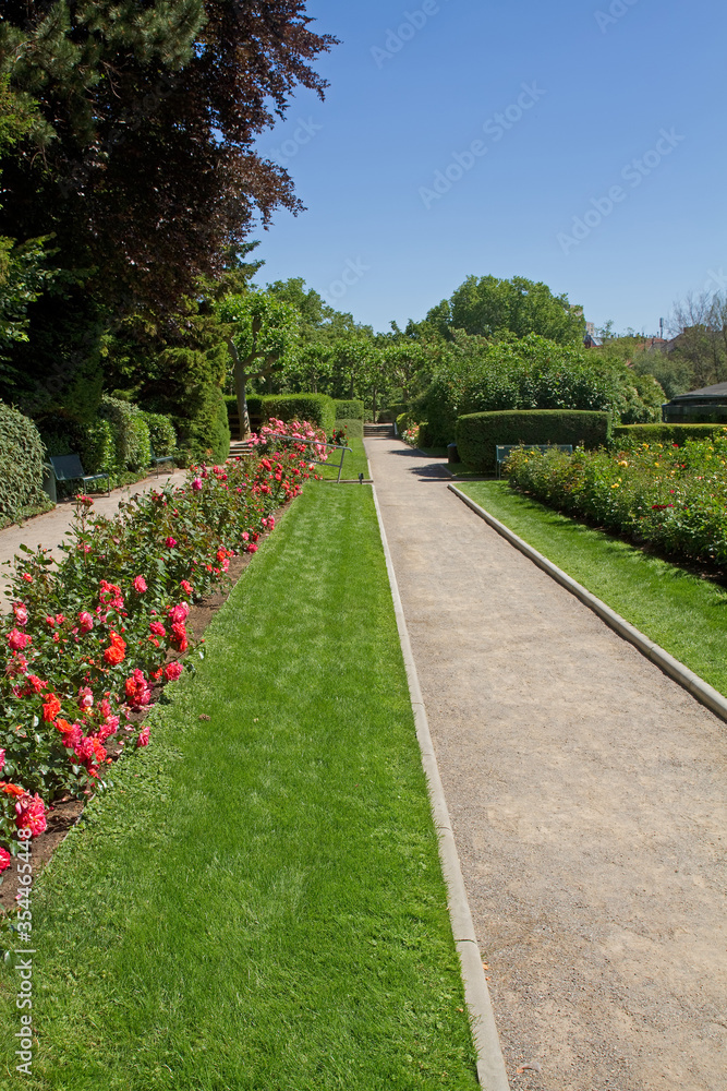 Fototapeta premium Rosengarten, Köln 