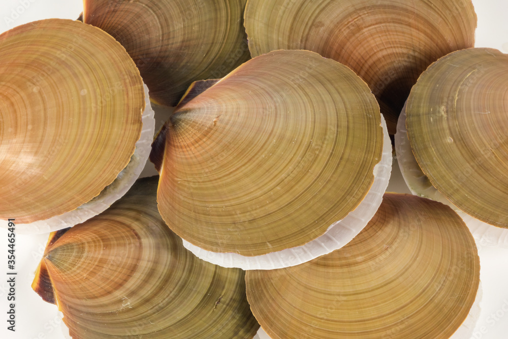 An over head view of scallop shells with scallops inside stacked together An over head view of scallop shells with scallops inside stacked together