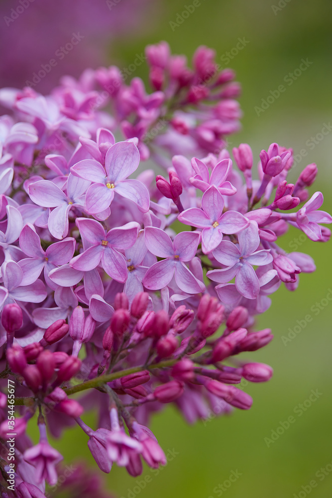 growing blooming lilac bushes, close up growing blooming lilac bushes, close up