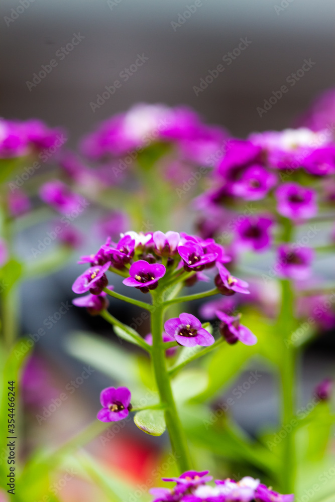 Violet lobularia maritima flowers in natural light Violet lobularia maritima flowers in natural light