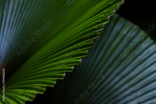 Lush green foliage of a tropical fan palm © Emily