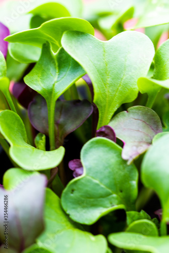 Close-up of kitchen herbs in natural light