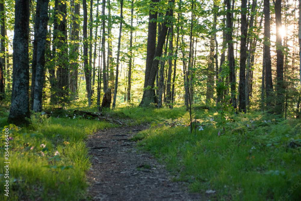 Fototapeta premium Forest Trail