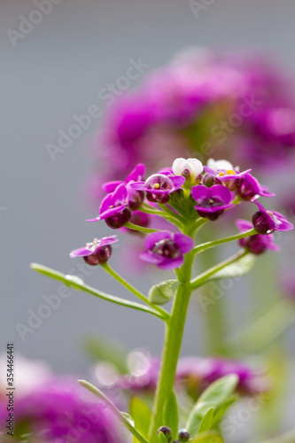 Violet lobularia maritima flowers in natural light