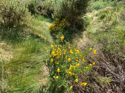 Wild Flowers on the hills above Steeton, Keighley, UK photo