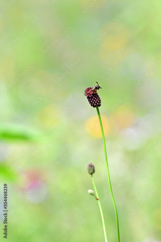 Bees perched on the red flowers in the flower garden Bees perched on the red flowers in the flower garden