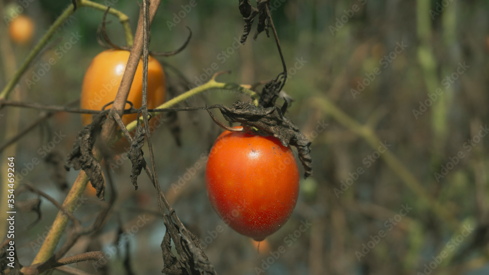 Tomato vegetable in the farmer's plantation, entering the harvest season. One of the fruits that comes into the vegetable family.