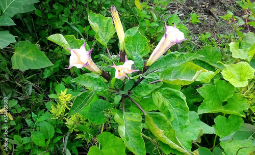 stramonium plant with flowers, secred dhatura photo