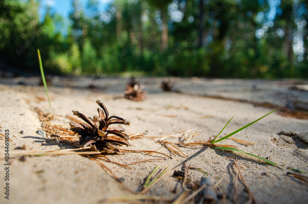 Fototapeta premium Pinecone lies on the ground in the forest. Sun shines brightly on a pine cone. Beautiful green forest against the background. Horizontal shot. Closeup view.