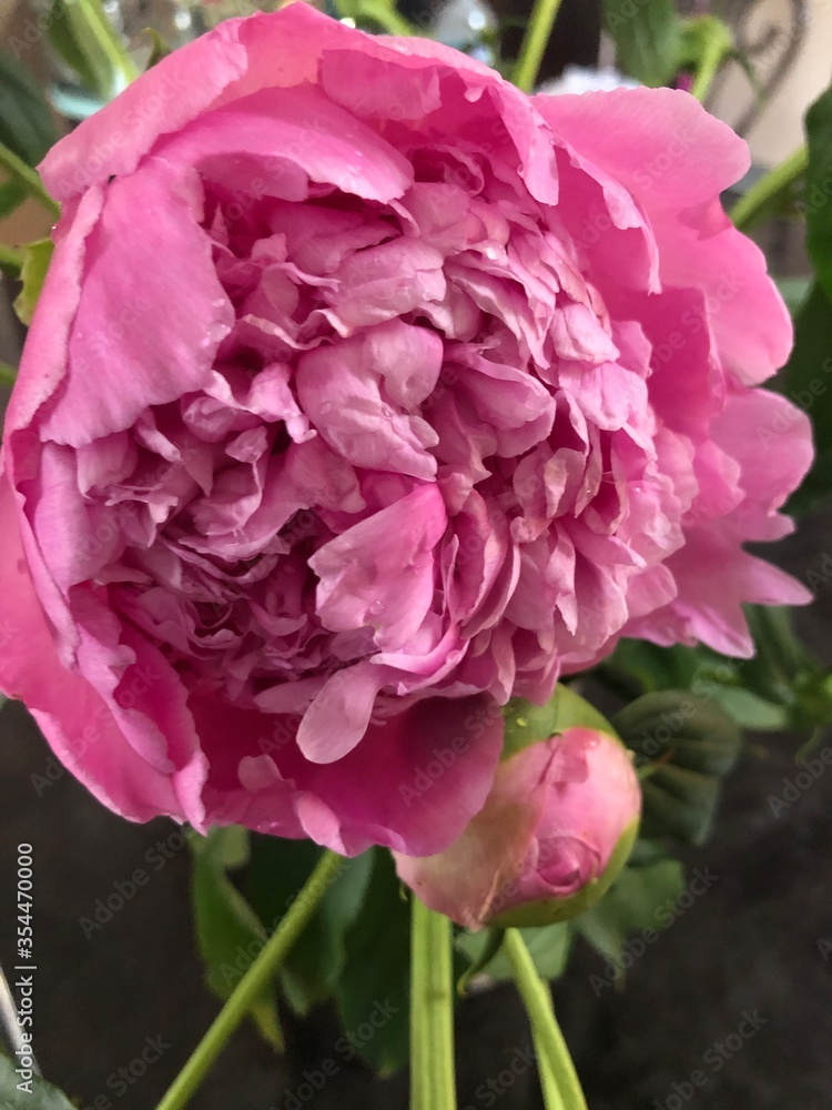 Pretty pink peony in bloom Pretty pink peony in bloom