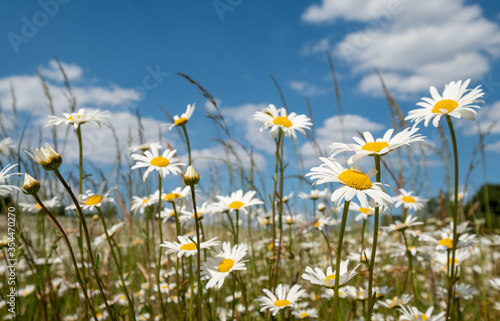 Field of wild chamomile daisies in the Chess River Valley between Chorleywood and Sarratt, Hertfordshire, UK. Photographed on a clear day during a heatwave in late May.