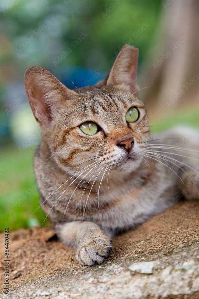 Obraz premium 緑の目をした野生の地域猫