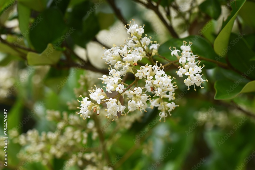 Ligustrum lucidum tree and flowers / Oleaceae evergreen tree Ligustrum lucidum tree and flowers / Oleaceae evergreen tree