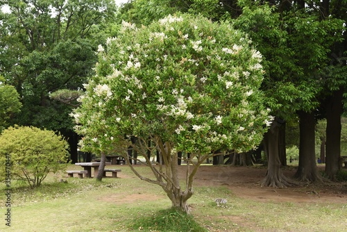 Ligustrum lucidum tree and flowers / Oleaceae evergreen tree