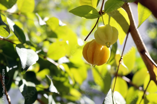 A pair of unripe Brazilian cherries (Eugenia uniflora), known as 