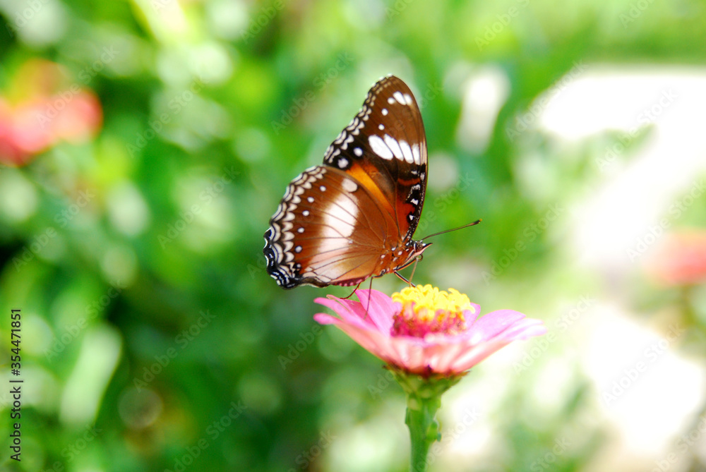 Obraz premium Close up a tropical butterfly alighted on pink zinnia flowers. The butterfly sucks on honey flowers or nectar for its food. this is a symbiosis between a butterfly and a flower